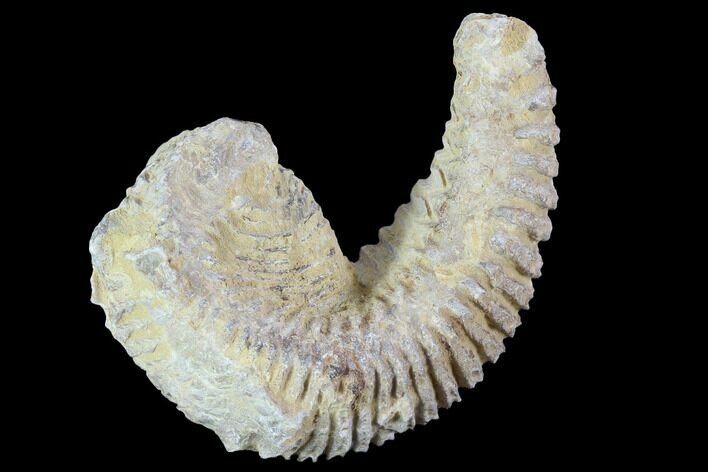 Cretaceous Fossil Oyster (Rastellum) - Madagascar #100327
